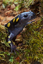 Spotted Salamander (Ambystoma maculatum) in early spring migration to woodland pond, New York, USA
