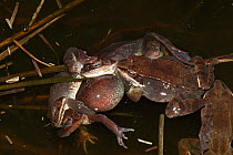 Wood Frogs males (Lithobates sylvaticus) attempting to mate with a single female. Males compete for mates by &#39;scramble competition&#39;, New York, USA