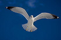Ring-billed gull (Larus delawarensis), adult in flight, New York, USA
