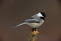 Black-capped chickadee (Poecile atricapilla) perched in snow, New York, USA
