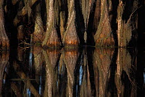 Bald Cypress Trees (Taxodium distichum) with reflection in swamp, Louisiana, USA