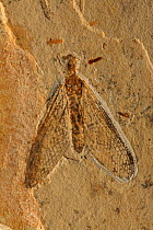 Fossil Lacewing (Planipennia) from the Early Cretaceous Period, Santana Formation, Brazil