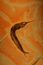 Fossil Fish (Belonostomus) from the Jurassic period, Solnhofen, Germany