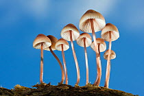 Group of Mycena fungi against blue sky, New Forest, Hampshire, England, November 2009