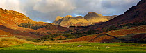 The Langdale Pikes from Fell Foot Farm, Lake District National Park, Cumbria, England, November 2007