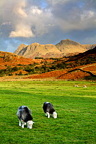 Sheep in the Langdale Pikes from Fell Foot Farm, Lake District National Park, Cumbria, England, November 2007
