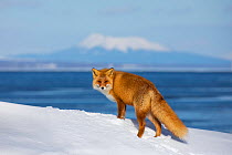 Ezo red fox (Vulpes vulpes schrencki), Hokkaido, Japan, February