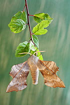 Poplar hawk moth (Laothoe populi) on leaf, Dorset, England, UK. July 2006.
