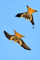 Red kites (Milvus milvus) in flight, Gigrin Farm, Rhayader,  Powys, Wales, UK, January.