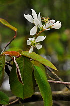 Juneberry (Amelanchier lamarckii) in flower, Golden Valley, Hindhead, Surrey, England, May.