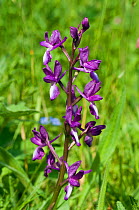 Loose-flowered orchid (Anacamptis laxiflora), naturalised plant, Wakehurst Place, Sussex, England, May.