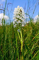 Pyramidal orchid (Anacamptis pyramidalis), rare white variety, with Thick legged flower beetle (Oedemera nobilis) Albury Downs, Surrey, England, June.