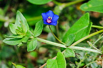 Blue form of Scarlet pimpernel (Anagallis arvensis subsp. arvensis f. azurea), an arable plant in a field. Langley Vale Wood, Surrey, England, August 2018.