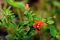 Scarlet Pimpernel (Anagallis arvensis) Papercourt Marshes nature reserve (SWT), Send Marsh, Surrey, England, May 2014.