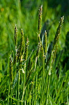 Sweet Vernal-grass (Anthoxanthum odoratum),  Millbridge, Frensham, Surrey, England, May 2013.