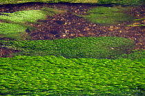 Aquatic plants in river: Stream Water-crowfoot (Ranunculus penicillatus subsp. pseudofluitans), rare/ scarce plant in Surrey, and Water-starwort (Callitriche agg.). River Wandle, near Colliers Wood,...