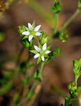 Thyme-leaved sandwort (Arenaria serpyllifolia) East of Chilworth and St Martha&#39;s Hill, Surrey, England, May.