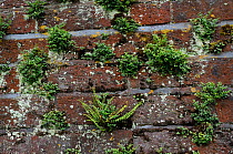 Wall-rue (Asplenium ruta-muraria), and Maidenhair Spleenwort (Asplenium trichomanes), ferns growing on wall, Ham House meadow, Ham, Surrey, England, June 2014.