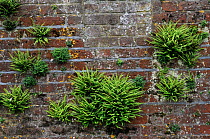 Maidenhair spleenwort (Asplenium trichomanes), and Wall-rue (Asplenium ruta-muraria), ferns growing on wall, Ham House, Ham, Surrey, England, June.