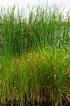 Sea club-rush (Bolboschoenus maritimus), locally rare plant,In foreground, with Bulrush, Reedmace (Typha latifolia) behind. Molesey Reservoirs Nature Reserve, Surrey, England, July.