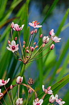 Flowering-rush (Butomus umbellatus), locally rare plantLangham Ponds SSSI, Surrey, England, July.