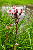 Flowering-rush (Butomus umbellatus), locally rare plant, Surrey, England, June.