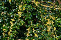 Box (Buxus sempervirens), in flower, locally rare plant,Box Hill, Surrey, England, March.