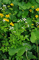 Large bitter-cress (Cardamine amara), and Marsh-marigold (Caltha palustris) The Ledges, Esher Common SSSI, Surrey, England, May.
