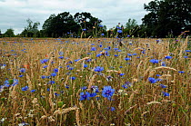 Cornflowers (Centaurea cyanus) growing  with grasses and poppy seed heads,  locally rare plant,Probably not native at this site. Clandon Wood, West Clandon, near Guildford, Surrey, England, July.