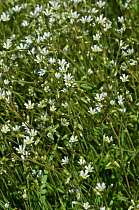 Common mouse-ear (Cerastium fontanum) in flower, Molesey Cemetery, West Molesey, Surrey, England, May.