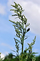 Fat-hen plant (Chenopodium album), growing wild in an allotment. Great Bookham, Surrey, England, August.