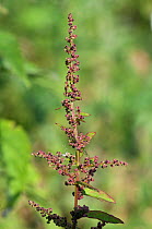 Many-seeded goosefoot (Chenopodium polyspermum), an arable plant in a field,  Langley Vale Wood, Surrey, England, August.