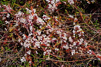 Dodder (Cuscuta epithymum) a locally rare parasitic plant on Cross-leaved Heath (Erica tetralix) Esher Common SSSI, Surrey, England, July.