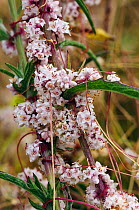 Dodder (Cuscuta epithymum), locally rare plant, parasitic plant. Dorking, Surrey, England, July. Vulnerable in England.