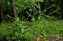 Green hound&#39;s-tongue (Cynoglossum germanica). Locally rare plant, North Downs Way, Surrey, England, June. Critically endangered in England.