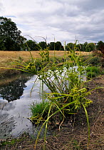 Pale galingale (Cyperus eragrostis) in flower,  beside River Wandle, Wandle Park, Croydon, Surrey, England, August.