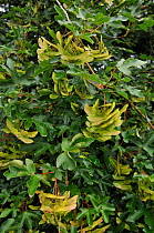 Field maple (Acer campestre), fruit / keys Juniper Top, Box Hill, Surrey, England, August .