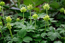 Moschatel (Adoxa moschatellina) West Hanger, Shere Woodlands (SWT), Surrey, England, April.