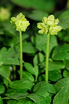 Moschatel (Adoxa moschatellina) in flower, West Hanger, Shere Woodlands (SWT), Surrey, England, April.