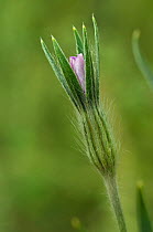 Corncockle (Agrostemma githago) in bud, an arable plant in a field. Rare, almost extinct in the wild.  Langley Vale Wood, Surrey, England, August 2019.