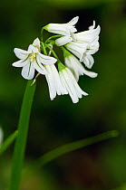 Three-cornered garlic (Allium triquetrum) in flower, Frylands Wood, Farleigh, Surrey, England, May.