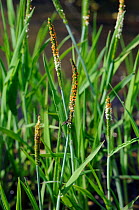 Orange foxtail (Alopecurus aequalis), locally rare plant, at edge of pond, Nore Hill, Surrey, England, June.