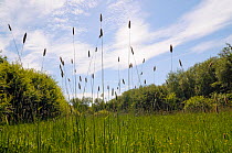 Meadow foxtail (Alopecurus pratensis), in a meadow, Horton Country Park, Surrey, England, May.