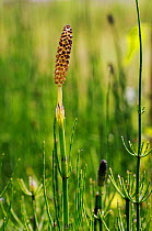 Marsh horsetail (Equisetum palustre) Papercourt Marshes Nature Reserve (SWT), Surrey, England, May.
