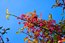 Spindle (Euonymus europaeus), fruit, Riddlesdown, Surrey, England, September.