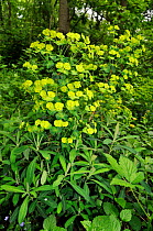 Wood spurge (Euphorbia amygdaloides) in flower, Kitchen Copse SWT, Bletchingley, Surrey, England, May.