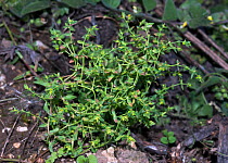 Dwarf spurge (Euphorbia exigua), an arable plant in a field. Locally rare plant, Langley Vale Wood, Surrey, England, August.
