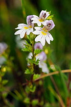 Chalk eyebright (Euphrasia pseudokerneri), in flower. Locally rare plant, Box Hill, Surrey, England, September. Endangered species.