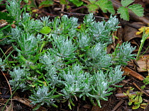 Common cudweed (Filago vulgaris), locally rare plant, Surrey, England, June.
