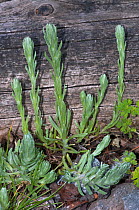 Common cudweed (Filago vulgaris), in flower, locally rare plant, Frensham Great Pond, Surrey, England, May.